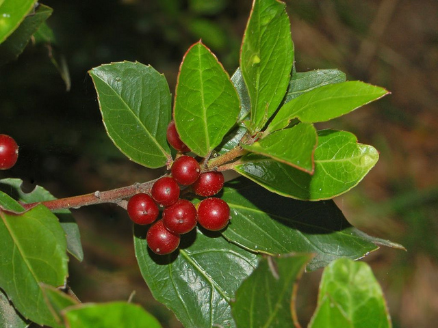 Alaterne