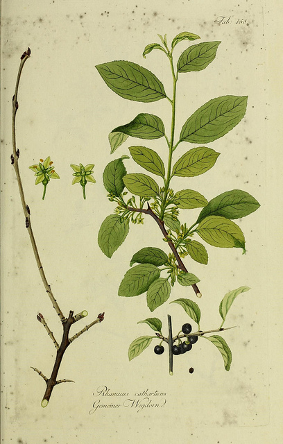 Nerprun cathartique (Rhamnus catharticus)