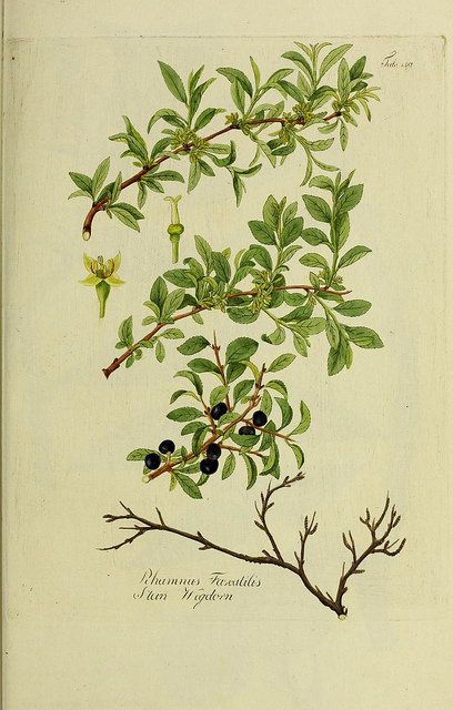 Nerprun des rochers (Rhamnus saxatilis)