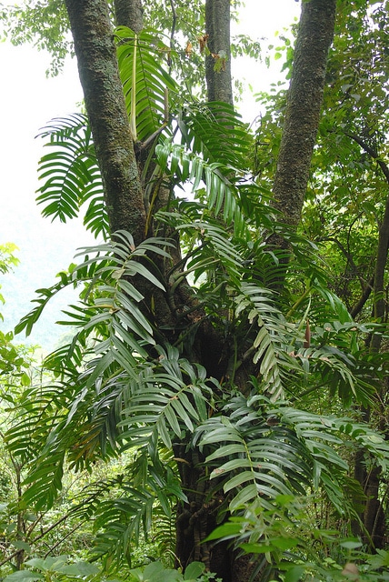 Rhaphidophora decursiva