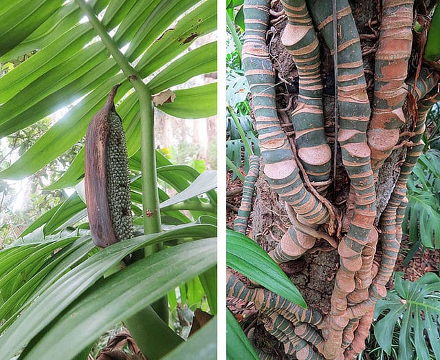 Rhaphidophora decursiva