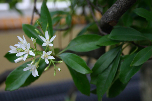 Rhaphiolepis indica