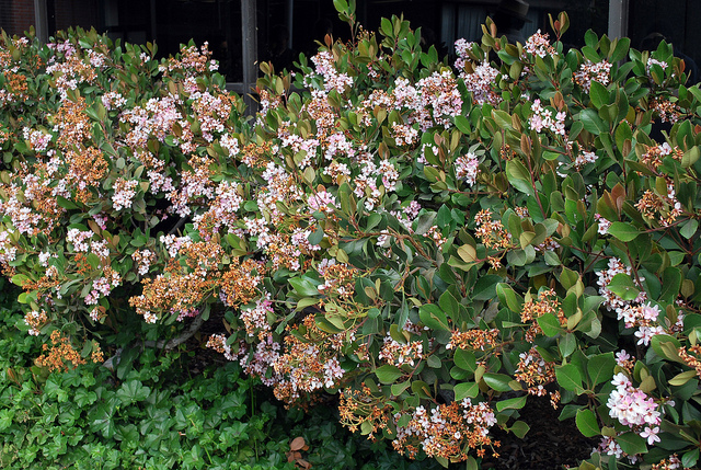 Rhaphiolepis indica