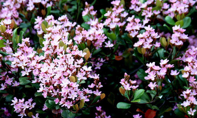 Rhaphiolepis indica