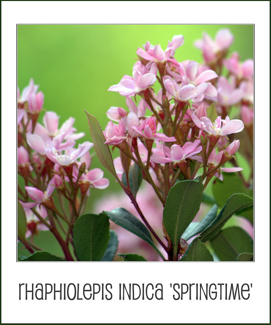 Rhaphiolepis indica
