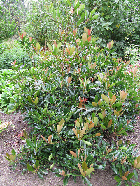 Rhaphiolepis umbellata