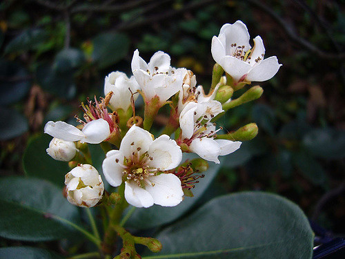 Rhaphiolepis umbellata