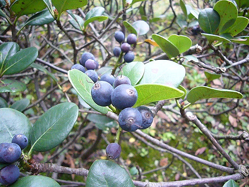 Rhaphiolepis umbellata