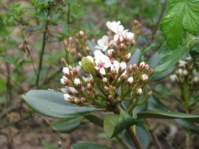 Rhaphiolepis umbellata