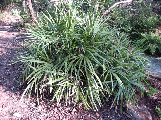 Palmier porc-épic (Rhapidophyllum hystrix)