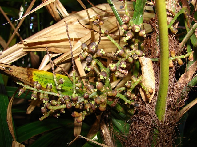 Palmier bambou (Rhapis excelsa)