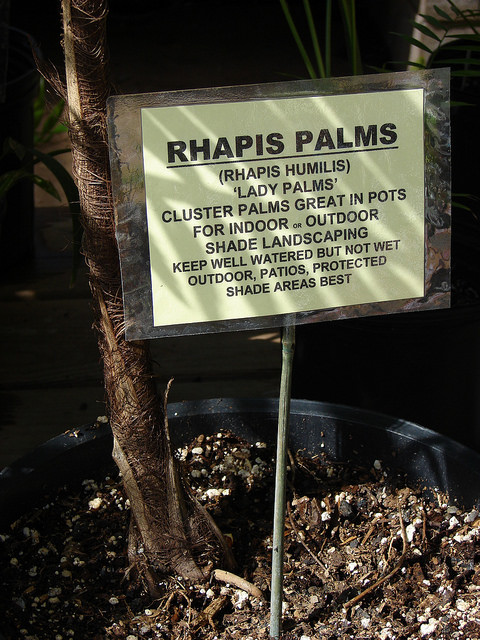 Rhapis humilis