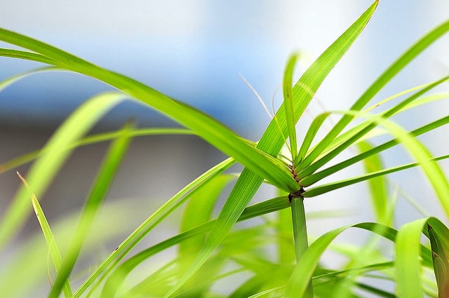 Rhapis humilis (Rhapis humilis)