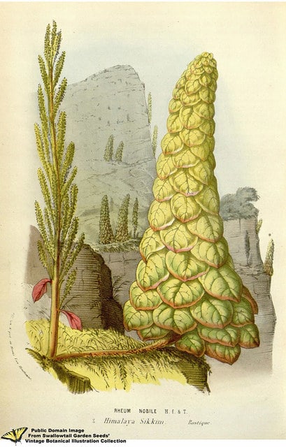 Rheum nobile (Rheum nobile)