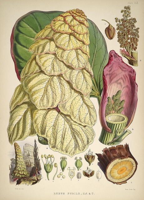 Rheum nobile