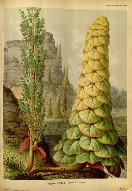 Rheum nobile