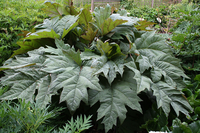 Rhubarbe chinoise