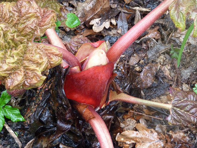 Rhubarbe chinoise