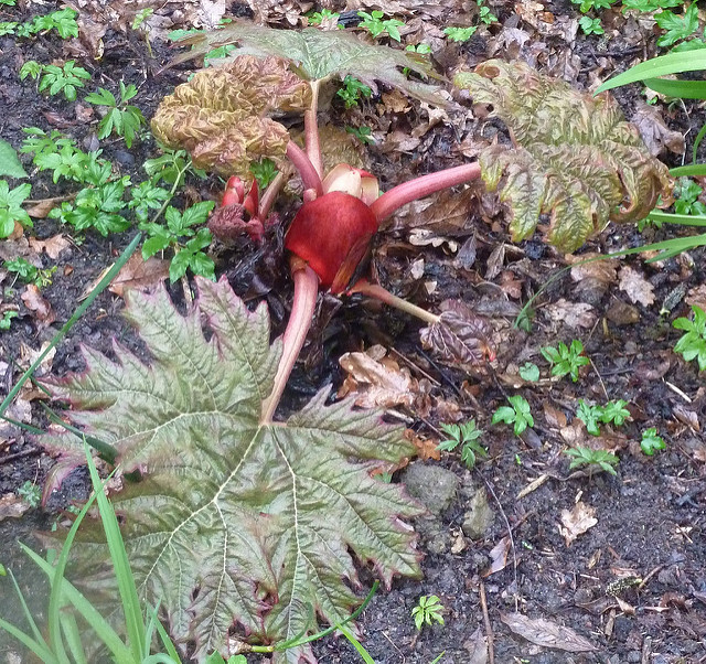 Rhubarbe chinoise