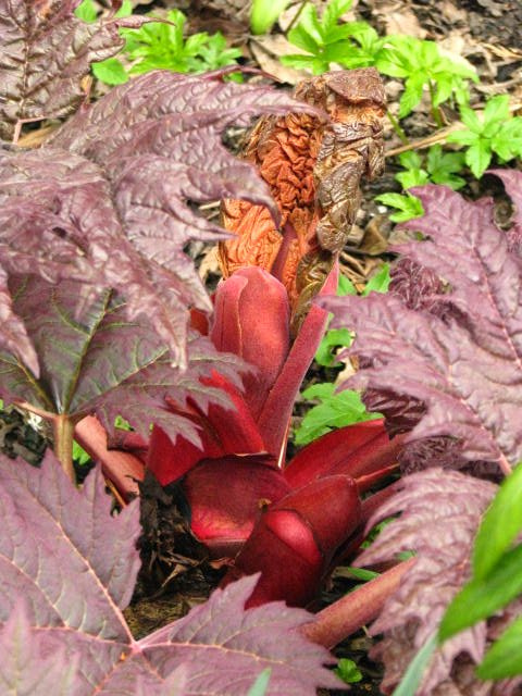 Rhubarbe chinoise