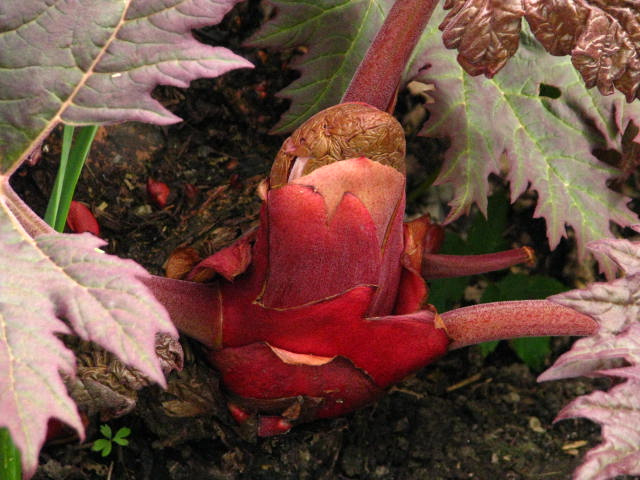 Rhubarbe chinoise