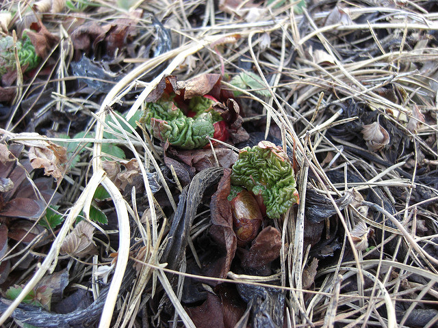 Rhubarbe des jardins