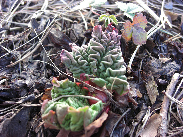 Rhubarbe des jardins