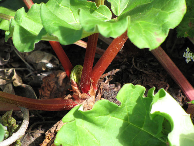 Rhubarbe des jardins