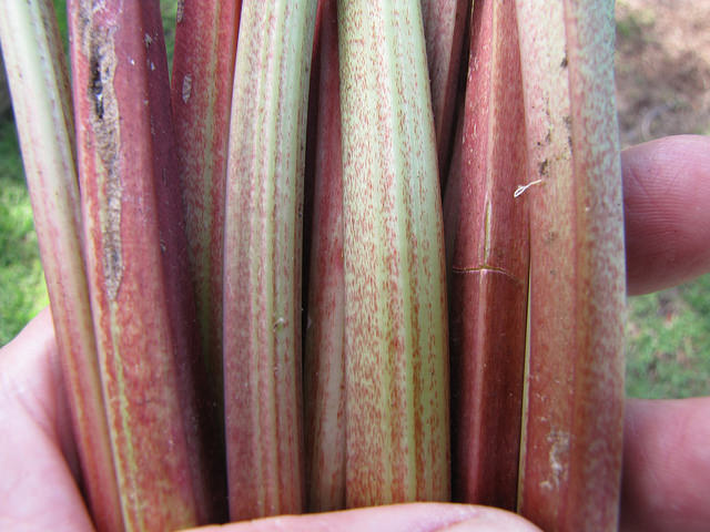 Rhubarbe des jardins