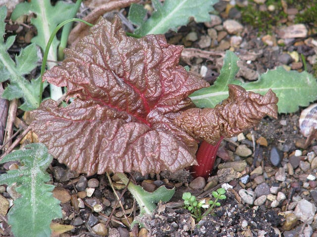 Rheum ribes