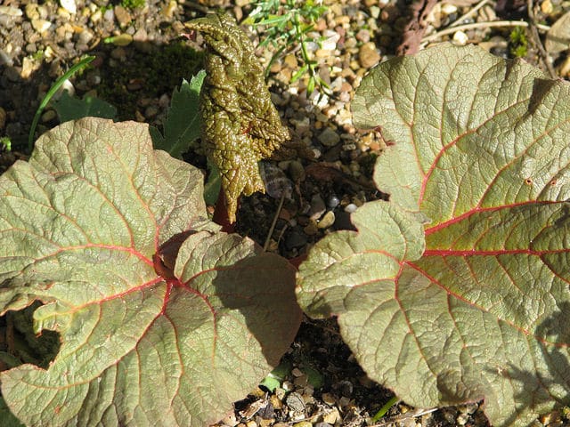 Rheum ribes
