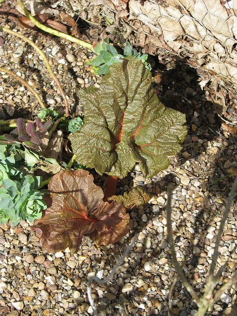 Rheum ribes
