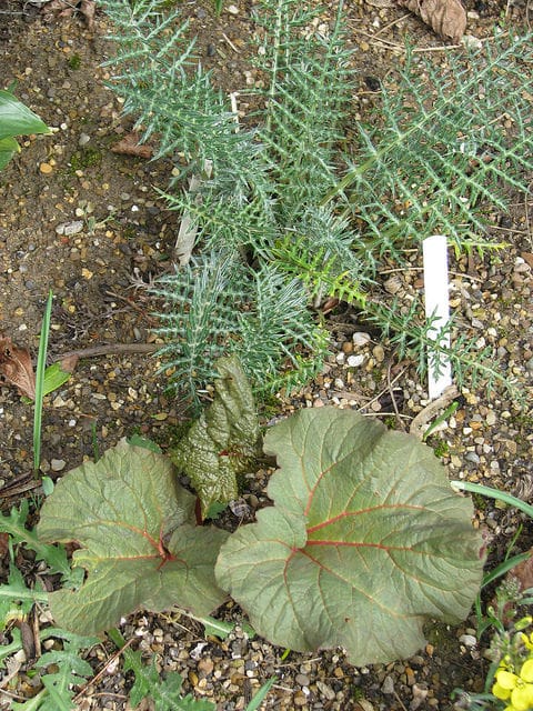 Rheum ribes