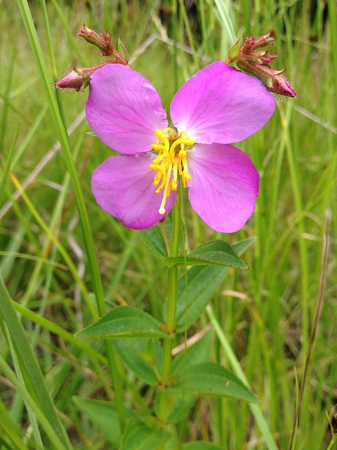 Rhexia virginica