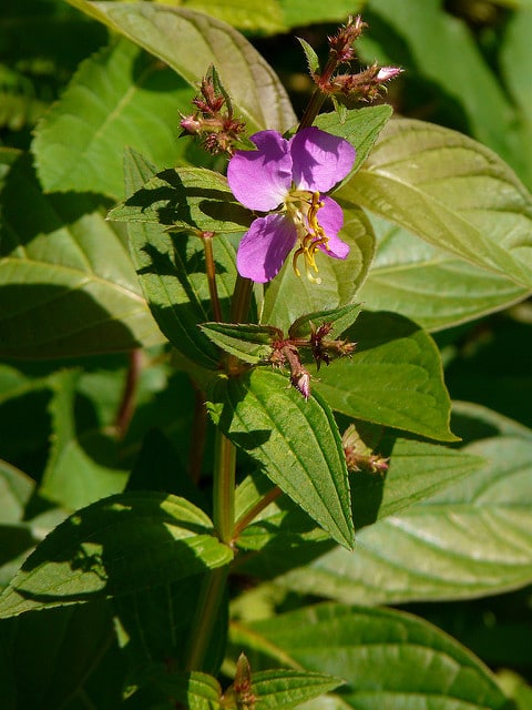 Rhexia virginica