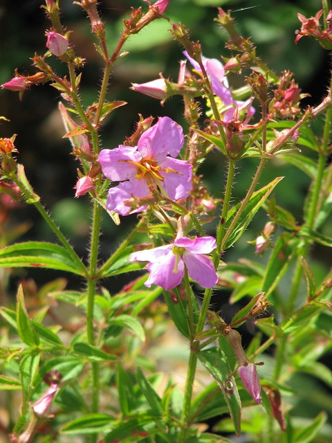 Rhexia virginica