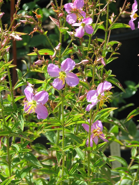 Rhexia virginica