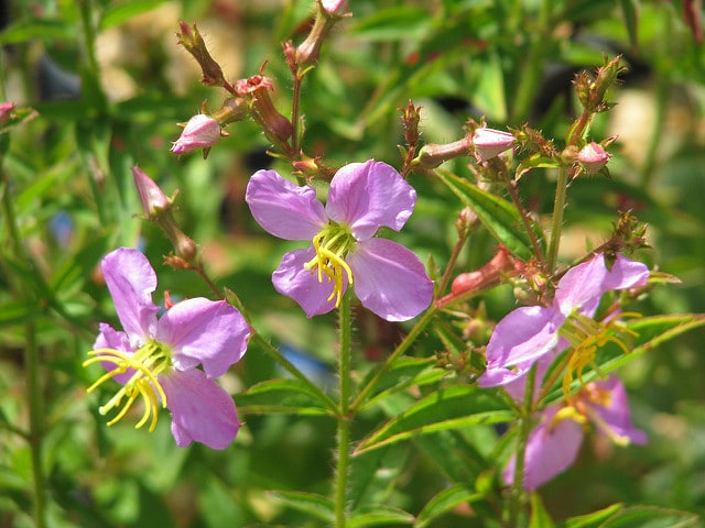Rhexia virginica