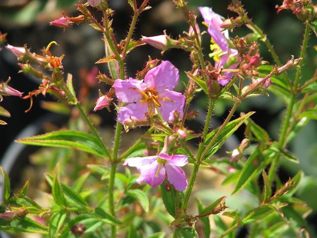 Rhexia virginica (Rhexia virginica)