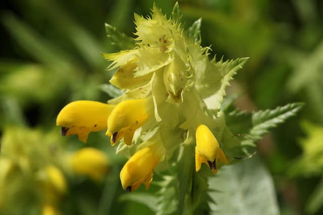 Rhinanthe à feuilles étroites (Rhinanthus angustifolius)