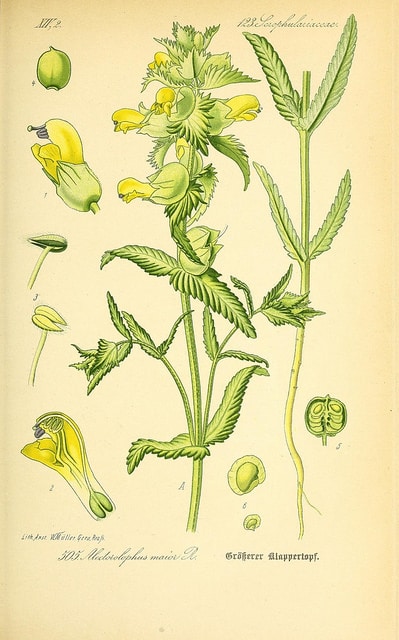 Rhinanthe à feuilles étroites