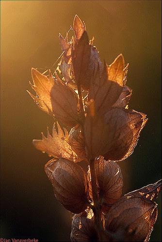 Rhinanthe à feuilles étroites
