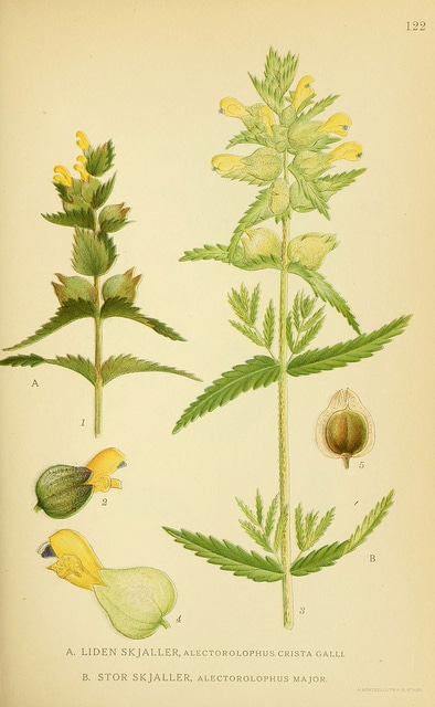 Rhinanthe à feuilles étroites