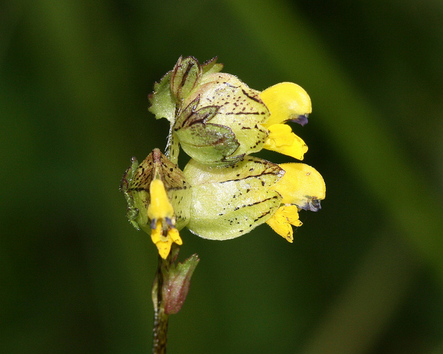 Petit rhinanthe