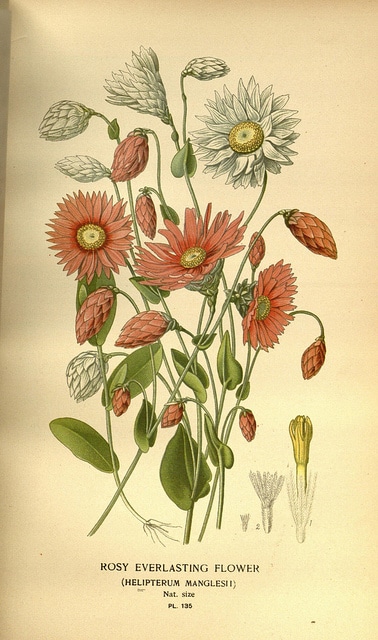 Rhodanthe manglesii