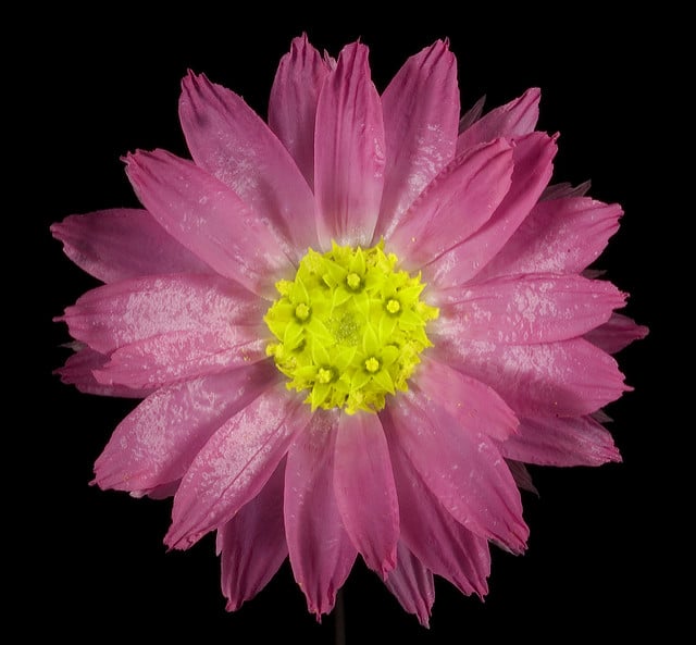 Rhodanthe manglesii