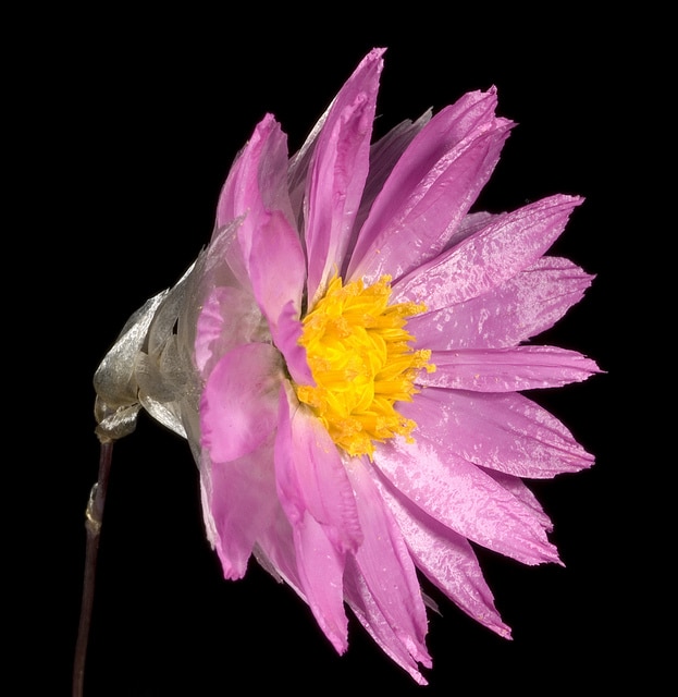 Rhodanthe manglesii