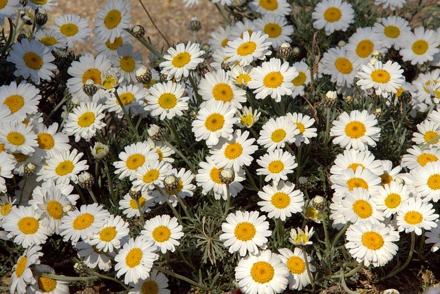 Rhodanthemum hosmariense