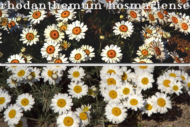 Rhodanthemum hosmariense