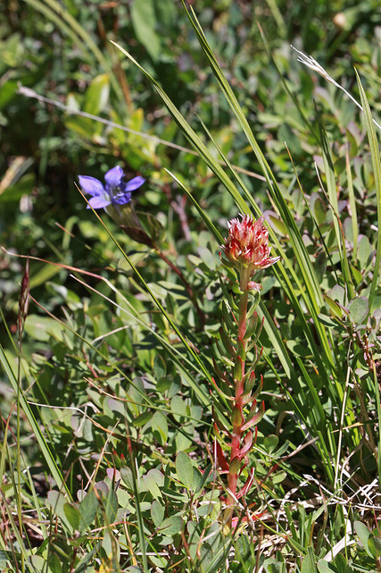 Rhodiola rhodantha